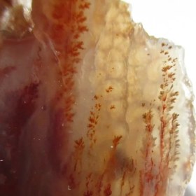 تصویر سنگ شجر راف کد 2050 