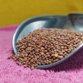 تصویر تخم تربچه 