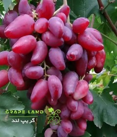 تصویر نهال انگور میش پستان قرمز 