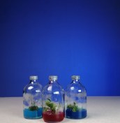 تصویر گلشیشه کپسولی بزرگ (3 عددی) 