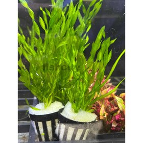 تصویر گیاه گندمی پیچک 