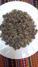 تصویر کشمش کشمش سایه خشک - خرید ارزان از فروشگاه خشکبار آلارسان