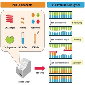 تصویر انجام PCR ژن‌های میکروبی PCR of microbial genes