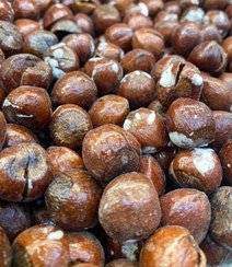 تصویر فندق Hazelnut