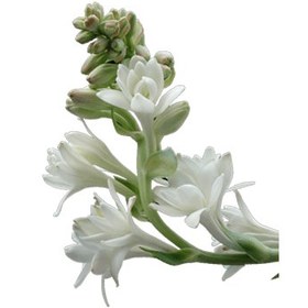 تصویر گل مریم 