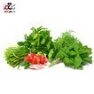تصویر سبزی خوردن تازه 1000 گرمی 