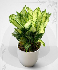 تصویر گل آگلونما برفی | کد: ZNB-HFE 