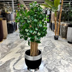 تصویر درختچه بنسای چای مصنوعی 