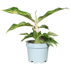 تصویر آگلونما هپینس 