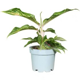 تصویر آگلونما هپینس 