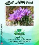 تصویر پیاز زعفران ایرانی 