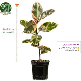 تصویر فیکوس شرابی (گلدان پلاستیکی) Ficus elastica