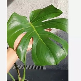 تصویر گیاه مانسترا ( برگ انجیری) 