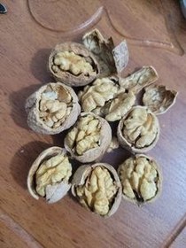 تصویر گردو تویسرکان 