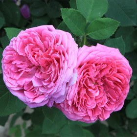 تصویر بذر گل محمدی 30 عددی 