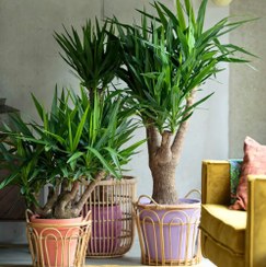 تصویر انتخاب گلدان مناسب برای گیاه یوکا 