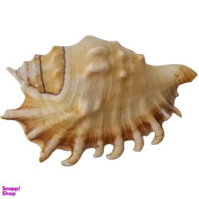 تصویر صدف تزیینی کد RS537 