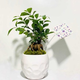 تصویر بونسای جینسینگ کد S156 