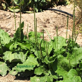 تصویر بذر بارهنگ (20 عددی) Plantago major 