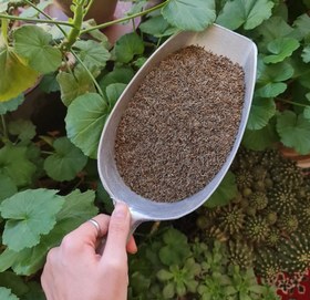 تصویر زیره سیاه معمولی 