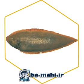 تصویر ماهی زبان گاوی 