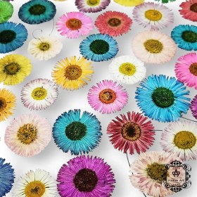 تصویر گل خشک پرسی مینا پک ۱۰ عددی 