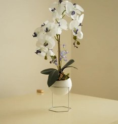 تصویر ارکیده سفید با طراحی خاص در گلدان شیک 