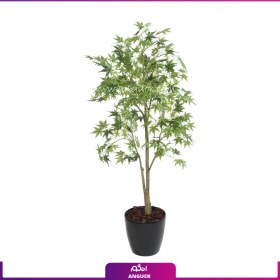 تصویر درخت افرا سبز به همراه گلدان مشکی 