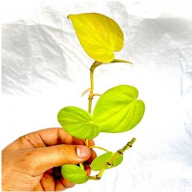 تصویر قلمه گیاه اسکاندیس نئون 