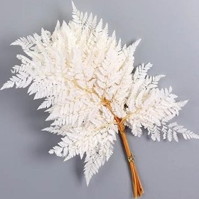 تصویر برگ خشک سرخس 