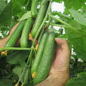 تصویر بذر خیار گلخانه ای پرگل گالاردو Cucumber Hybrid Galardo F1 Miller Seeds