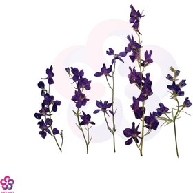 تصویر گل خشک لاله چوپان 