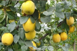 تصویر نهال به آناناسی 