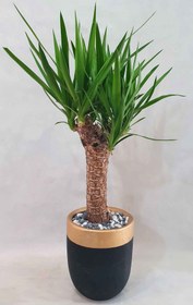 تصویر گل یوگا Yucca flower