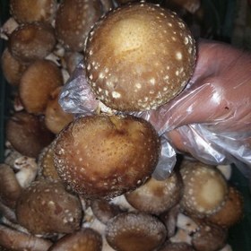 تصویر قارچ شیتاکه تازه 500 گرمی Fresh shiitake mushrooms 500g