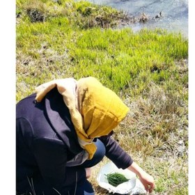 تصویر تره مرغزار فریدونشهر 100 گرمی ( غرفه ملکه سلامتی) 