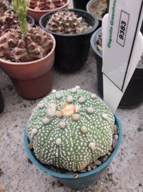 تصویر بذر کاکتوس آستریاس کاباتو استار شیب ELG.9383 - بسته 10 عددی Astrophytum Asterias kabuto cv . Star shape ELG.9383