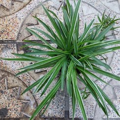 تصویر گیاه گندمی ابلق تیره(spider plant) 