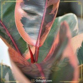 تصویر فیکوس شرابی 