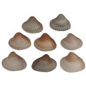 تصویر مجموعه 8 عددی صدف زیبای ساحل (گوش ماهی) 