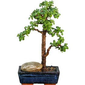 تصویر بونسای خرفه ای 