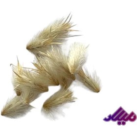 تصویر گل خشک قاصدک سفید G107 