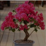 تصویر بذر گل کاغذی بسته 3عددی 