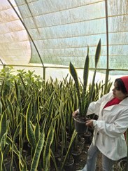 تصویر سانسوریا ابلق / شمشیری / گلخانه بهارنارنج Sword flower & Sansevieria ablact