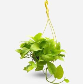 تصویر پتوس نئون 