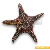 تصویر دکور آکواریوم ستاره دریایی بزرگ Aquarium Decoration Starfish