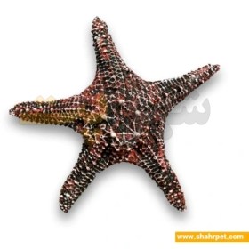 تصویر دکور آکواریوم ستاره دریایی بزرگ Aquarium Decoration Starfish