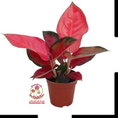 تصویر آگلونما هلندی قرمز | گیاه لاکچری آپارتمانی با برگ‌های رنگی و مقاوم 