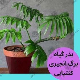 تصویر بذر گیاه آپارتمانی برگ انجیری کنتیایی - Rhaphidophora Decursiva 