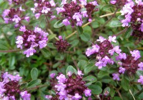 تصویر آویشن گل 